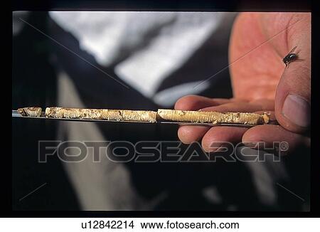 Tree core View Large Photo Image Picture - Tree core. Fotosearch
