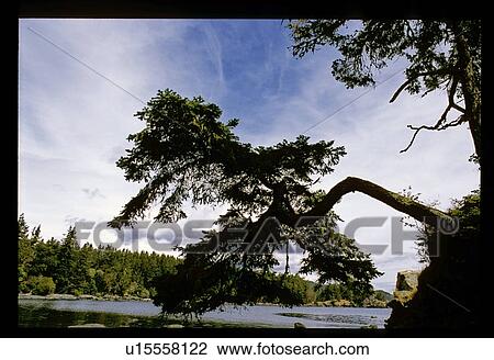 Stock Image - Tree hanging over water. Fotosearch