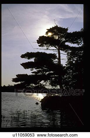Tree in a lake View Large Photo Image Stock Image - Tree in a lake. Fotosearch