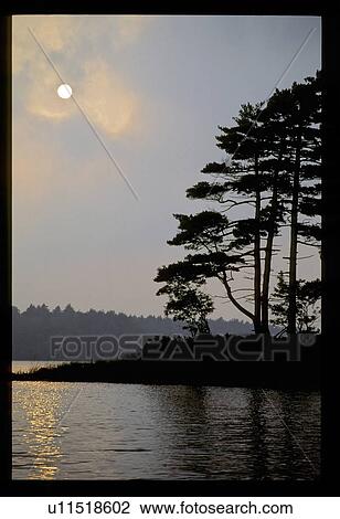 Tree island in a lake View Large Photo Image Stock Image - Tree island in a lake. Fotosearch