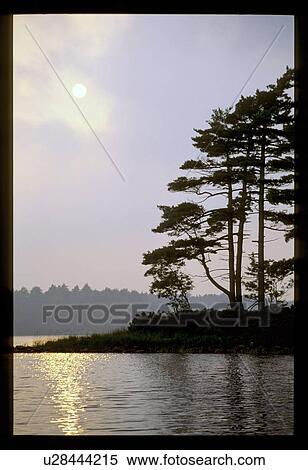 Tree island in a lake View Large Photo Image Stock Photography - Tree island in a lake. Fotosearch