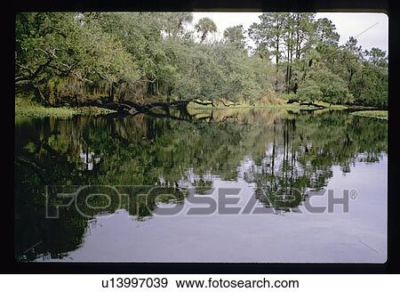 Trees along river View Large Photo Image Stock Photo - Trees along river. Fotosearch