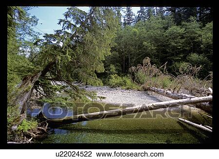 Trees falling in a river View Large Photo Image Stock Image - Trees falling in a river. Fotosearch
