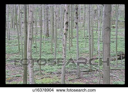 Picture - Trees in spring. Fotosearch
