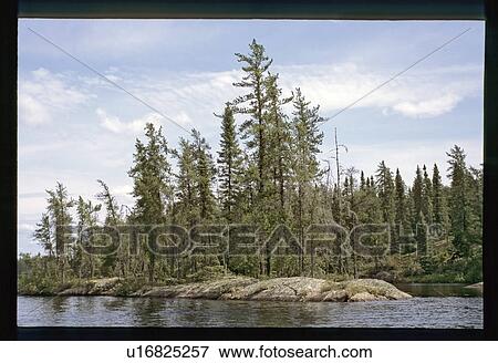 Trees on a shoreline View Large Photo Image Stock Photo - Trees on a shoreline. Fotosearch