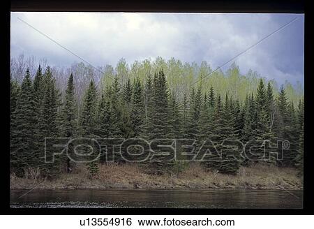Trees on the shore View Large Photo Image Stock Photograph - Trees on the shore. Fotosearch