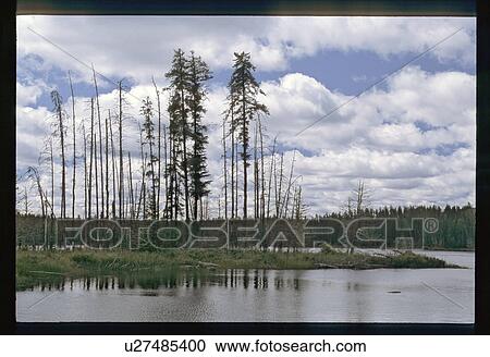Stock Image - Trees on the shoreline . Fotosearch