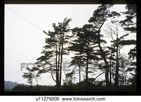 Stock Image - Trees. Fotosearch