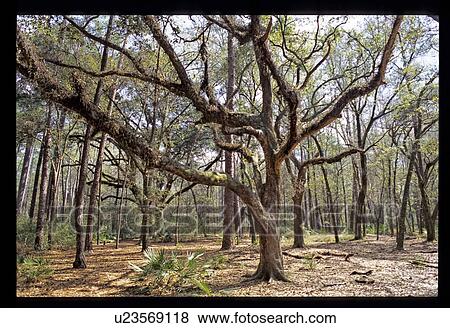 Stock Photo - Trees. Fotosearch