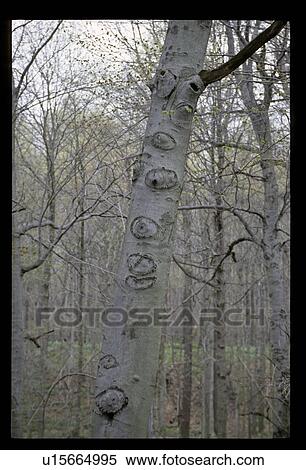 Trees View Large Photo Image Stock Photography - Trees. Fotosearch