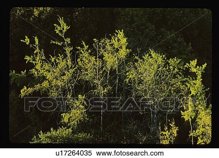 Trees View Large Photo Image Stock Photography - Trees. Fotosearch