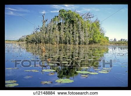 Trees surrounded by water View Large Photo Image Picture - Trees surrounded by water. Fotosearch