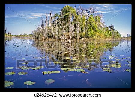 Trees surrounded by water View Large Photo Image Stock Image - Trees surrounded by water. Fotosearch
