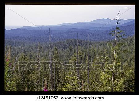 Stock Image - Treetops. Fotosearch
