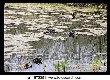 Stock Image - Turtles in a pond . Fotosearch