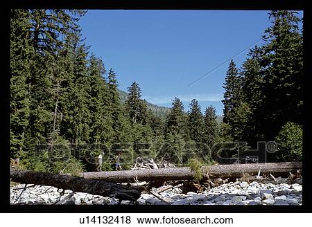Stock Photo - Walking in the forest . Fotosearch