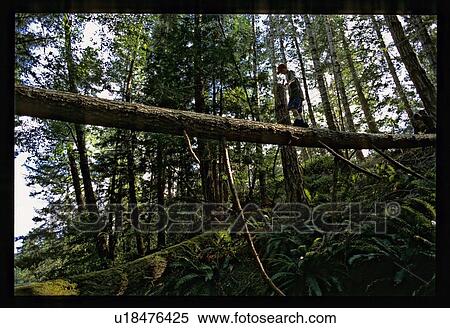 Walking on a log View Large Photo Image Stock Photography - Walking on a log. Fotosearch