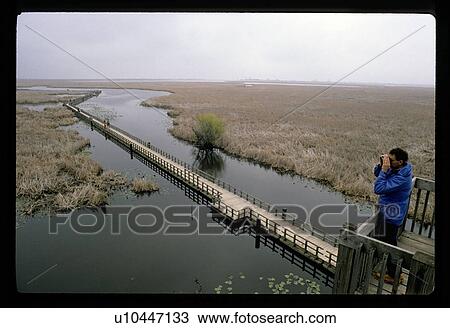 Stock Image - Walking path over a marsh. Fotosearch