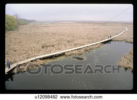 Walking path over a marsh View Large Photo Image Stock Image - Walking path over a marsh . Fotosearch