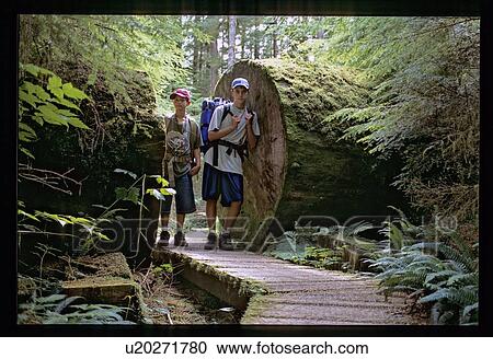 Stock Image - Walking path through a tree. Fotosearch