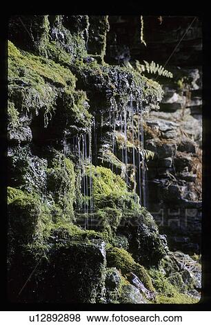 Stock Photo - Water dripping from moss covered rocks. Fotosearch