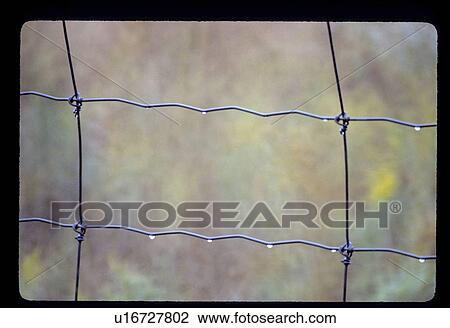 Water drops on a fence View Large Photo Image Stock Image - Water drops on a fence . Fotosearch
