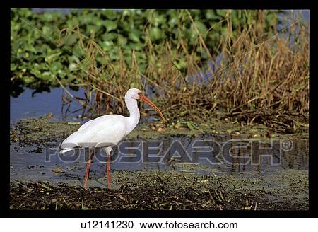Stock Image - Water Fowl. Fotosearch