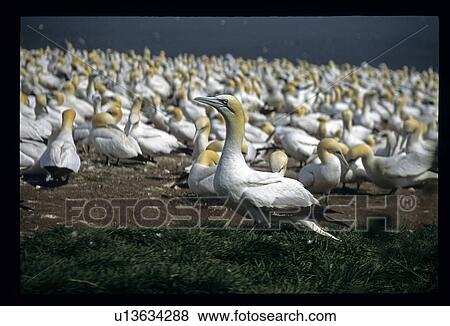 Stock Photo - Water fowl. Fotosearch