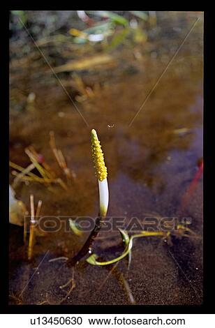 Water plant View Large Photo Image Stock Image - Water plant. Fotosearch