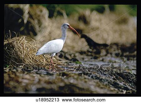 Stock Image - Waterfowl. Fotosearch