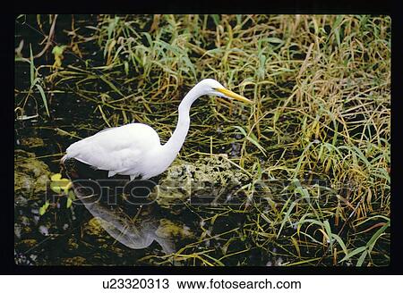 Stock Image - Waterfowl. Fotosearch