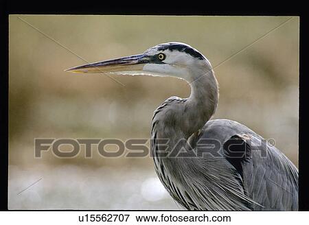 Waterfowl View Large Photo Image Stock Photo - Waterfowl. Fotosearch