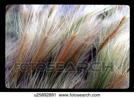 Weed blowing in the wind View Large Photo Image Stock Image - Weed blowing in the wind. Fotosearch