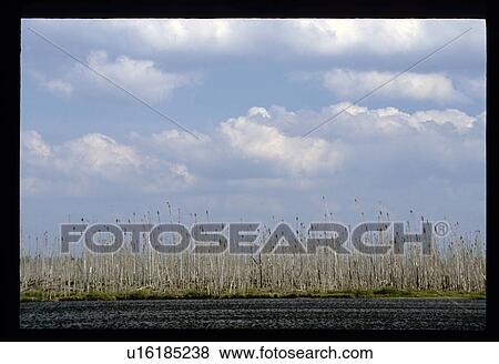 Weeds and the sky View Large Photo Image Stock Photo - Weeds and the sky. Fotosearch