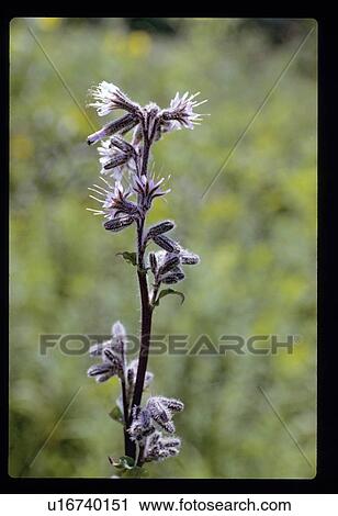 Weeds in nature View Large Photo Image Stock Image - Weeds in nature. Fotosearch