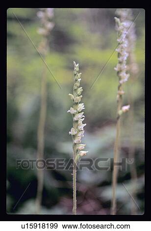 Stock Photo - Weeds in the forest. Fotosearch