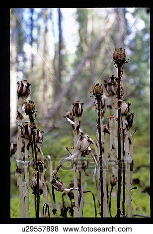 Stock Photo - Weeds in the forest. Fotosearch