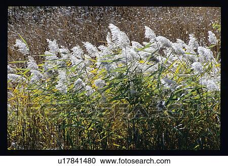 Stock Image - Weeds in the wind. Fotosearch