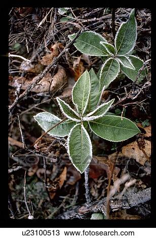 Stock Image - Weeds. Fotosearch