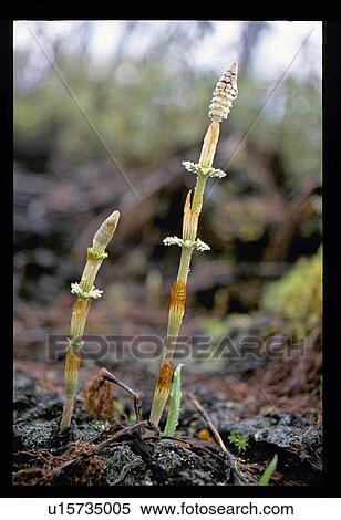 Weeds View Large Photo Image Stock Photography - Weeds. Fotosearch