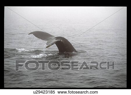 Whale tail View Large Photo Image Stock Photography - Whale tail. Fotosearch