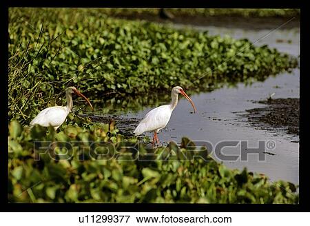 Stock Photo - White birds on the shore. Fotosearch