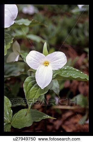 White Blossom View Large Photo Image Stock Image - White Blossom. Fotosearch