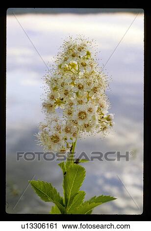 Stock Image - White flower in the winter. Fotosearch