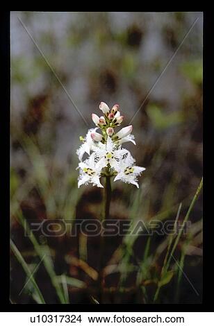 Picture - White flower. Fotosearch