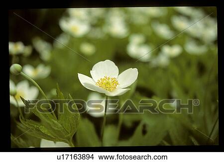 White flower View Large Photo Image Picture - White flower. Fotosearch
