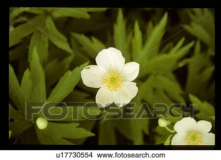 Picture - White flower. Fotosearch