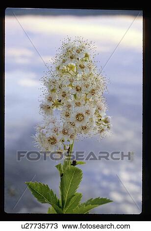 White flower View Large Photo Image Stock Image - White flower. Fotosearch
