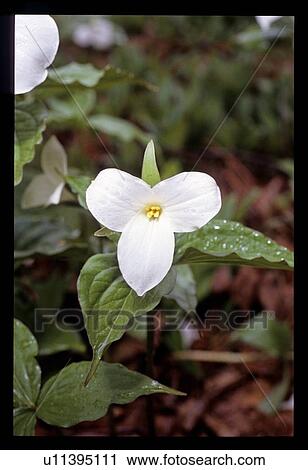 White flowers View Large Photo Image Stock Image - White flowers. Fotosearch
