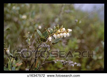 Stock Image - White flowers. Fotosearch
